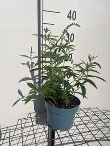 Buddleja d. 'Nanho White' geen maat specificatie cont. 2,0L