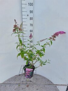Buddleja d. 'Pink Delight' 50-60 cm cont. 3,0L