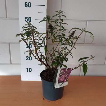 Buddleja d. 'Pink Delight' geen maat specificatie cont. 3,0L - afbeelding 8