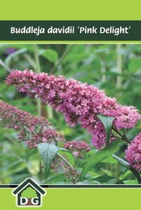 Buddleja d. 'Pink Delight' geen maat specificatie cont. 3,0L - afbeelding 5