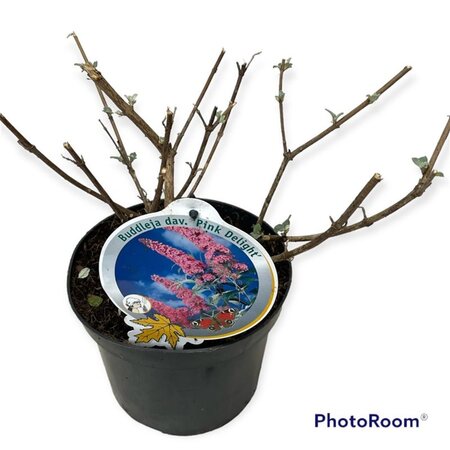 Buddleja d. 'Pink Delight' geen maat specificatie cont. 3,0L - image 1