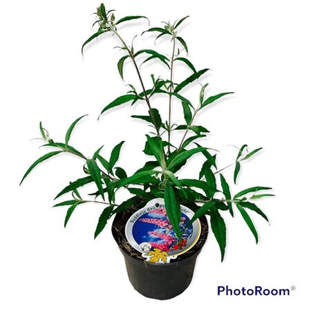 Buddleja d. 'Pink Delight' geen maat specificatie cont. 3,0L - image 2