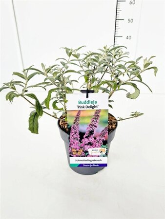 Buddleja d. 'Pink Delight' geen maat specificatie cont. 3,0L - image 6