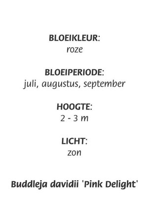 Buddleja d. 'Pink Delight' geen maat specificatie cont. 3,0L - image 4