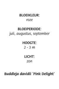 Buddleja d. 'Pink Delight' geen maat specificatie cont. 3,0L - image 4