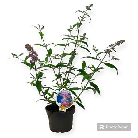 Buddleja d. 'Pink Delight' geen maat specificatie cont. 3,0L - image 3