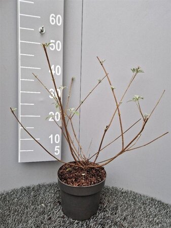 Buddleja d. 'Royal Red' 50-60 cm cont. 3,0L - afbeelding 2