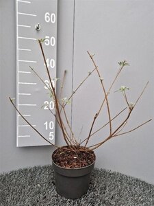 Buddleja d. 'Royal Red' 50-60 cm cont. 3,0L - afbeelding 2