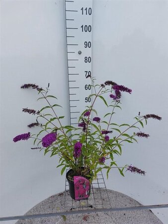 Buddleja d. 'Royal Red' 50-60 cm cont. 3,0L - afbeelding 1