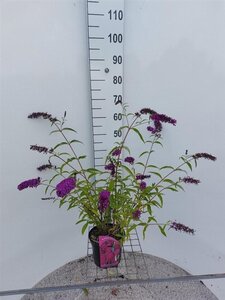 Buddleja d. 'Royal Red' 50-60 cm cont. 3,0L