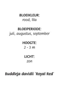 Buddleja d. 'Royal Red' geen maat specificatie cont. 3,0L - afbeelding 6