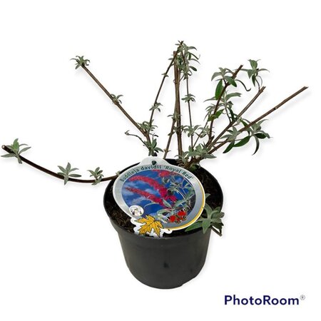 Buddleja d. 'Royal Red' geen maat specificatie cont. 3,0L - afbeelding 1