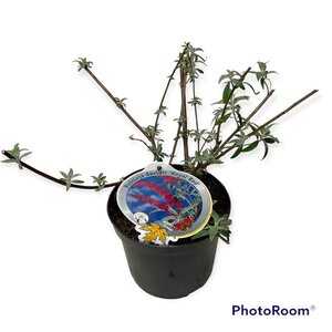 Buddleja d. 'Royal Red' geen maat specificatie cont. 3,0L