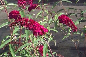 Buddleja d. 'Royal Red' geen maat specificatie cont. 3,0L - afbeelding 5