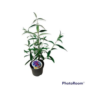 Buddleja d. 'Royal Red' geen maat specificatie cont. 3,0L - afbeelding 11