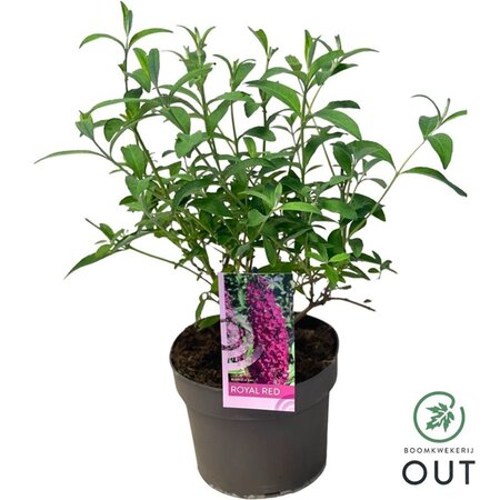 Buddleja d. 'Royal Red' geen maat specificatie cont. 3,0L - afbeelding 10