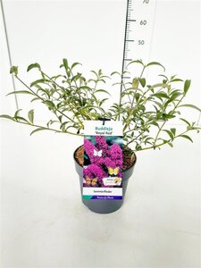 Buddleja d. 'Royal Red' geen maat specificatie cont. 3,0L - afbeelding 3