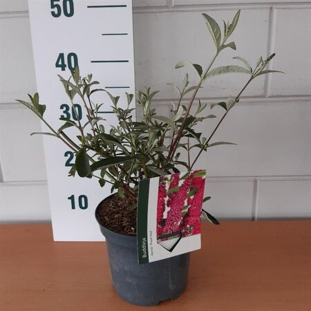 Buddleja d. 'Royal Red' geen maat specificatie cont. 3,0L - afbeelding 12