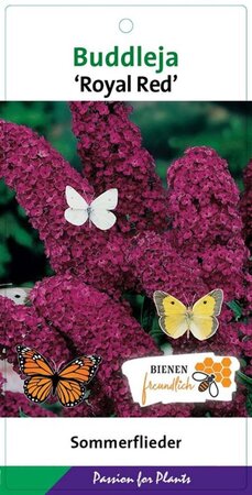 Buddleja d. 'Royal Red' geen maat specificatie cont. 3,0L - afbeelding 2