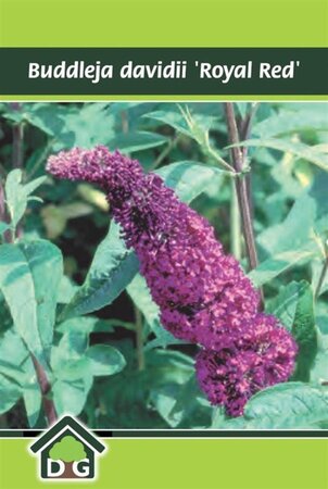Buddleja d. 'Royal Red' geen maat specificatie cont. 3,0L - afbeelding 4