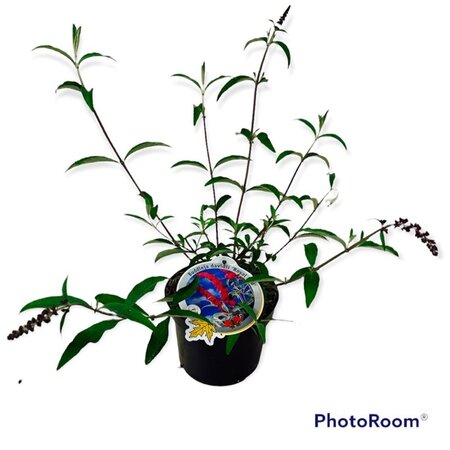 Buddleja d. 'Royal Red' geen maat specificatie cont. 3,0L - afbeelding 9