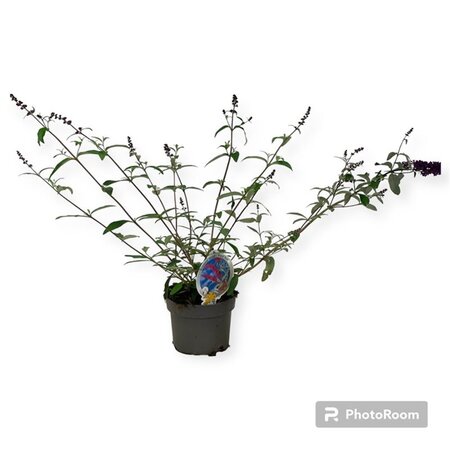 Buddleja d. 'Royal Red' geen maat specificatie cont. 3,0L - afbeelding 8