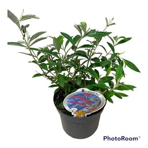Buddleja d. 'Royal Red' geen maat specificatie cont. 3,0L - afbeelding 7