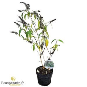 Buddleja d. Sugar Plum 30-40 cm cont. 3,0L - afbeelding 2