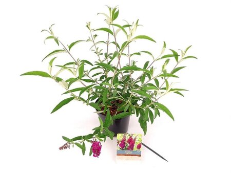 Buddleja d. Sugar Plum 30-40 cm cont. 3,0L