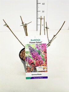 Buddleja weyer. 'Flower Power' geen maat specificatie cont. 2,0L