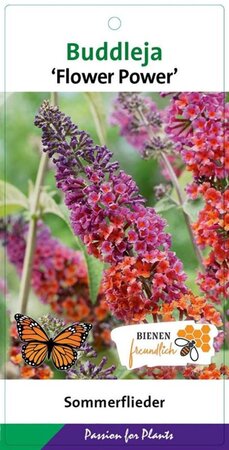 Buddleja weyer. 'Flower Power' geen maat specificatie cont. 2,0L