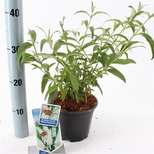Buddleja d. 'White Profusion' 30-40 cm cont. 2,0L