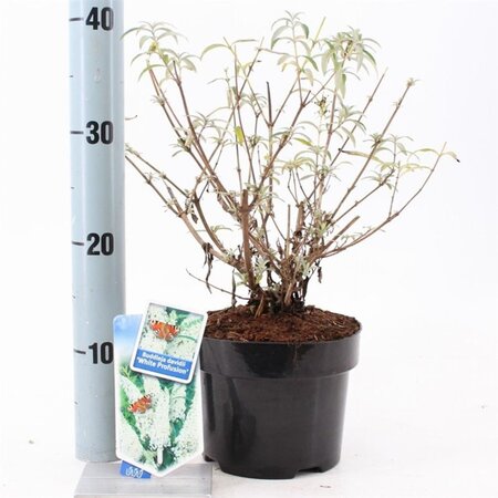 Buddleja d. 'White Profusion' 30-40 cm cont. 2,0L - afbeelding 3