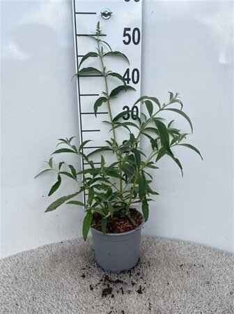 Buddleja d. 'White Profusion' 30-40 cm cont. 2,0L - afbeelding 4