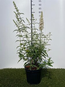 Buddleja d. 'White Profusion' 40-60 cm cont. 3,0L