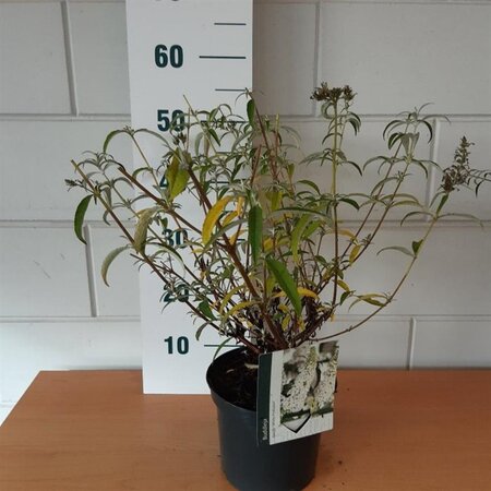 Buddleja d. 'White Profusion' geen maat specificatie cont. 3,0L - afbeelding 8