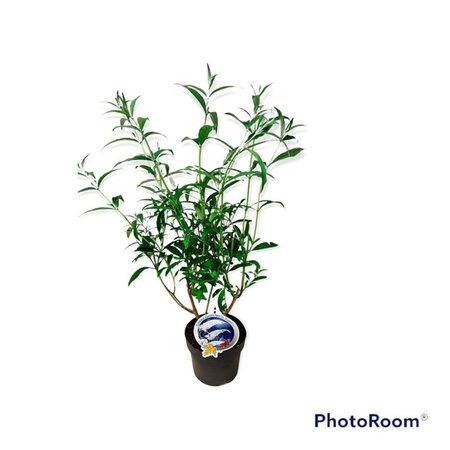 Buddleja d. 'White Profusion' geen maat specificatie cont. 3,0L - afbeelding 2