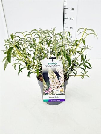 Buddleja d. 'White Profusion' geen maat specificatie cont. 3,0L - afbeelding 6