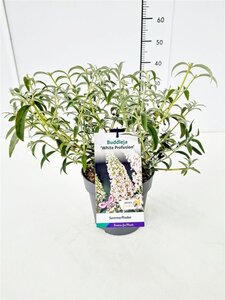 Buddleja d. 'White Profusion' geen maat specificatie cont. 3,0L - afbeelding 6