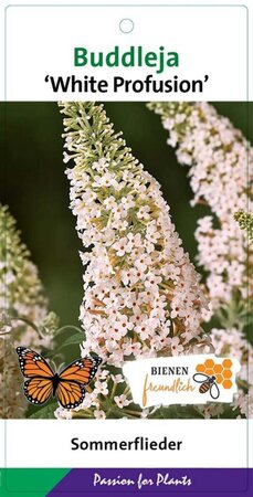 Buddleja d. 'White Profusion' geen maat specificatie cont. 3,0L - afbeelding 7