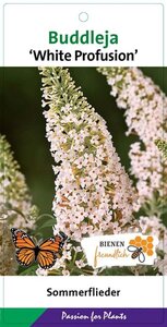 Buddleja d. 'White Profusion' geen maat specificatie cont. 3,0L - afbeelding 7
