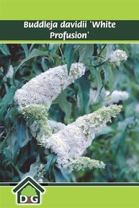 Buddleja d. 'White Profusion' geen maat specificatie cont. 3,0L - afbeelding 4