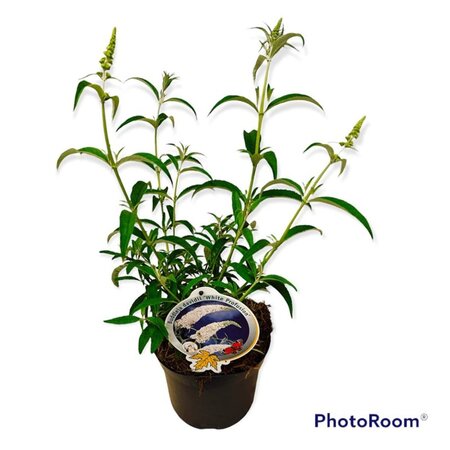 Buddleja d. 'White Profusion' geen maat specificatie cont. 3,0L - afbeelding 3