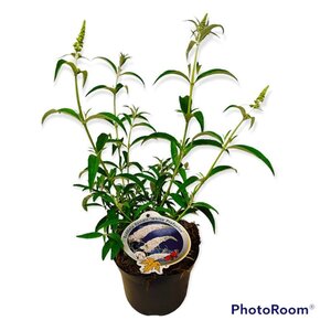 Buddleja d. 'White Profusion' geen maat specificatie cont. 3,0L - afbeelding 3