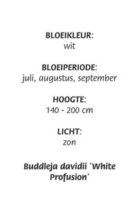 Buddleja d. 'White Profusion' geen maat specificatie cont. 3,0L - afbeelding 5
