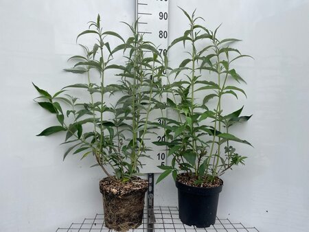 Buddleja d. 'White Profusion' geen maat specificatie cont. 7,5L - afbeelding 3