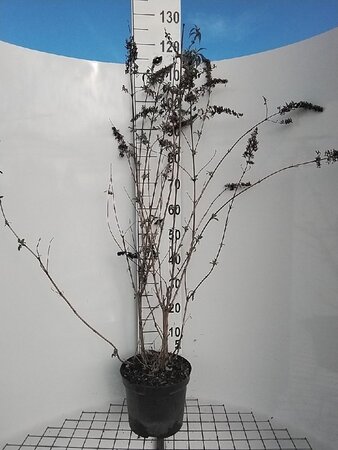 Buddleja d. 'White Profusion' geen maat specificatie cont. 7,5L - afbeelding 1