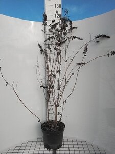 Buddleja d. 'White Profusion' geen maat specificatie cont. 7,5L - afbeelding 1