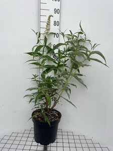 Buddleja d. 'White Profusion' geen maat specificatie cont. 7,5L - afbeelding 2