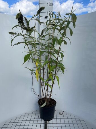 Buddleja d. 'White Profusion' geen maat specificatie cont. 7,5L